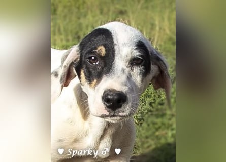 Sparky  sucht ein Zuhause
