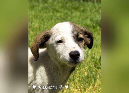 Bacardi, Biala, Babette und Bizou suchen ab August ihr Zuhause