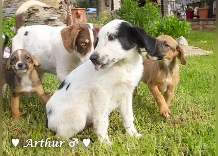 Arthur  und Argos  suchen ab Mitte November ein Zuhause