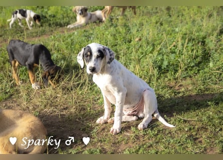 Sparky  sucht ein Zuhause