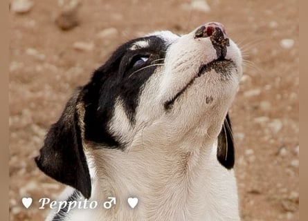 Update: Peppito  sucht ein Zuhause