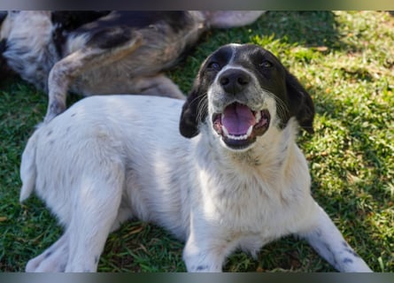 Dora, Darios, Dakis und Damon suchen ein Zuhause