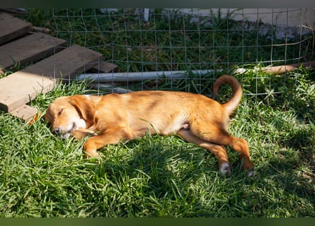 Elias und Elton  suchen  ein Zuhause