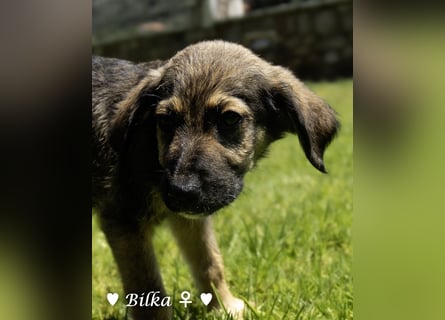Baci, Bado und Bilka suchen ab 1.8. ein Zuhause