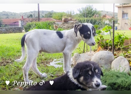 Update: Peppito  und Prince  suchen ein Zuhause