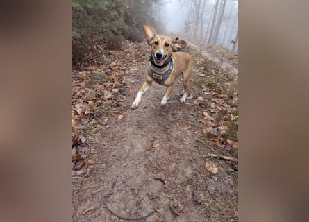 Verschmuste Familienhündin Nellie sucht ihr Zuhause - In der Südpfalz zu besuchen