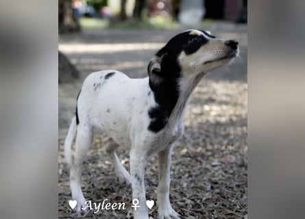 Ayleen und Layla suchen ein Zuhause