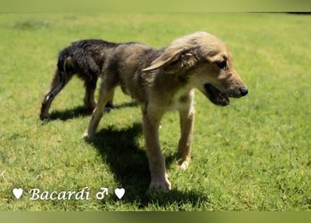 Bacardi, Biala, Babette und Bizou suchen ab August ihr Zuhause