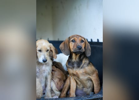 Gaia und Gino suchen ein Zuhause