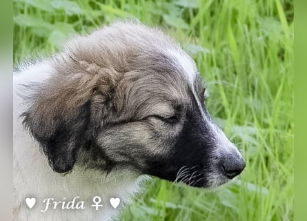 Felicita, Felix, Flori, Fanny, Frida und Fine suchen ab Ende Dezember ein Zuhause