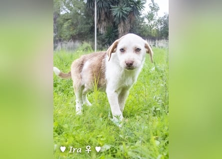 Ira, Iris und Izzy suchen ab Januar ein Zuhause