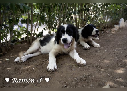 Ramon, Ralf, Randy, Ray und Raischa suchen ein Zuhause