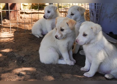 Unsere süßen Schneeflocken suchen ein Zuhause