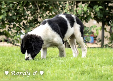 Ramon, Ralf, Randy, Ray und Raischa suchen ein Zuhause