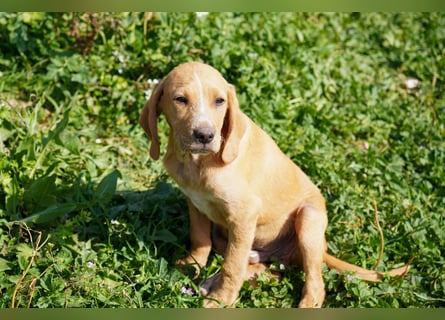 Gaia und Gino suchen ein Zuhause
