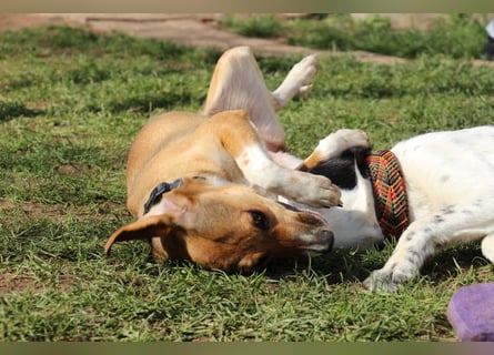 Verschmuste Familienhündin Nellie sucht ihr Zuhause - In der Südpfalz zu besuchen