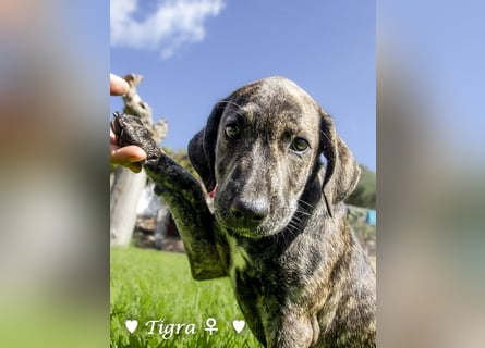 Peppito  und Tigra suchen ein Zuhause