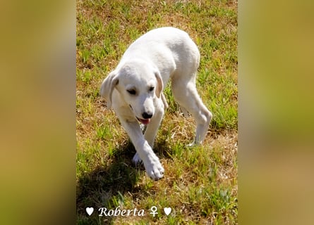 Roberta und Robbie, f.,  suchen eine Familie