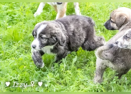 Ira, Iris und Izzy suchen ab Januar ein Zuhause