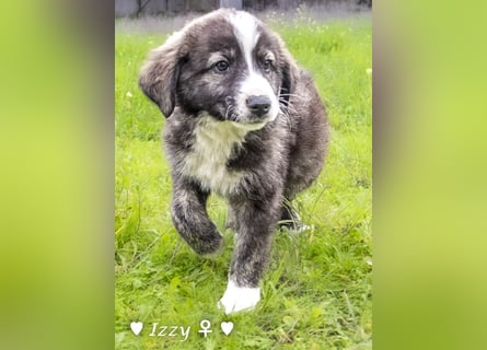 Ira, Iris und Izzy suchen ab Januar ein Zuhause