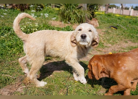 Willie, Wilma und Summer suchen ein Zuhause