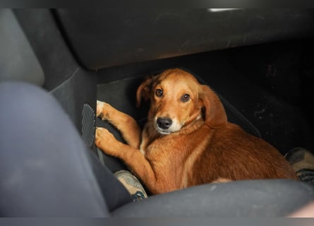 Elias und Elton  suchen  ein Zuhause