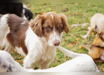 Darios sucht ein Zuhause