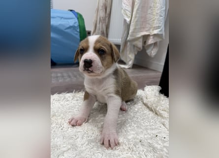 Im Westerwald zu besuchen: Zehn kleine Leben suchen ihr Für-immer-Zuhause