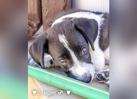 Ada,  Arthur, Anton  und Argos  suchen ab Mitte November ein Zuhause