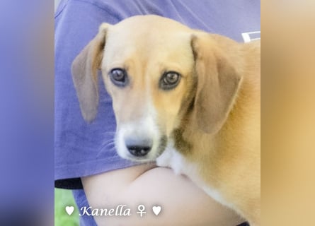 Kanella  sucht ein  Zuhause