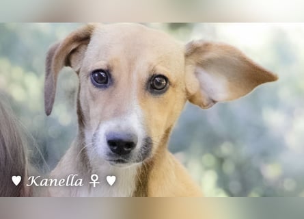 Kanella  sucht ein  Zuhause