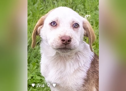 Ira, Iris und Izzy suchen ab Januar ein Zuhause