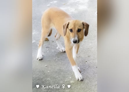 Kanella  sucht ein  Zuhause