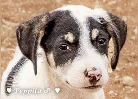 Update: Peppito  sucht ein Zuhause