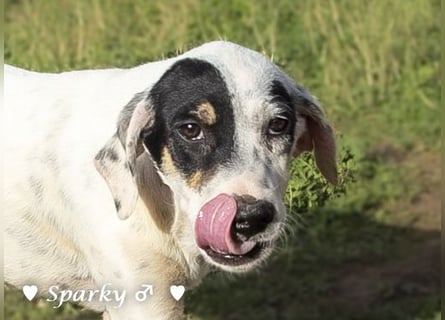Sparky  sucht ein Zuhause