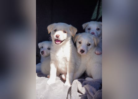 Unsere süßen Schneeflocken suchen ein Zuhause