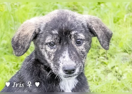 Ira, Iris und Izzy suchen ab Januar ein Zuhause