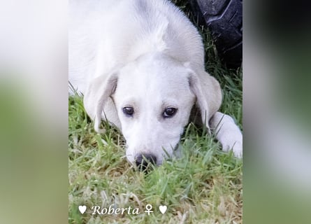 Roberta und Robbie, f.,  suchen eine Familie