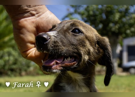 Farah,  Felina und Felipe   suchen ein Zuhause