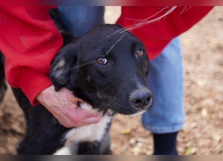 Darios, Dakis und Damon suchen ein Zuhause
