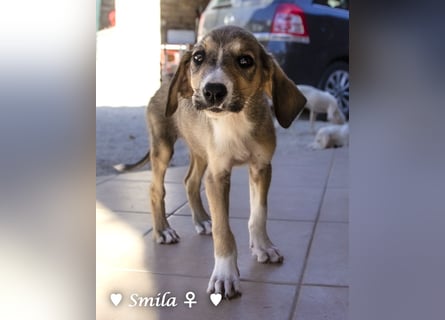 Suzi und Smila   suchen ein Zuhause