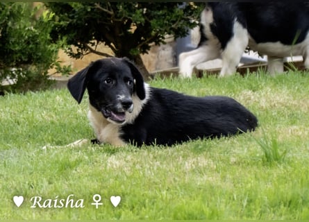 Ramon, Ralf, Randy, Ray und Raischa suchen ein Zuhause