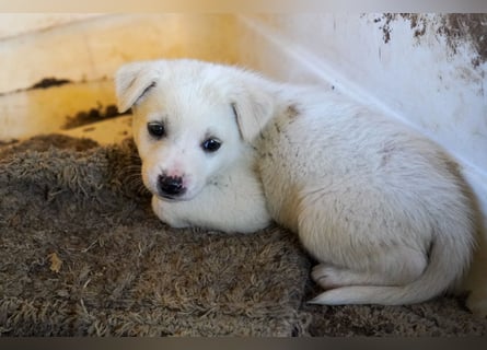 Unsere süßen Schneeflocken suchen ein Zuhause
