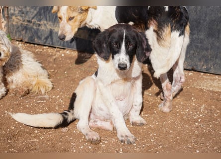 Darios, Dakis und Damon suchen ein Zuhause