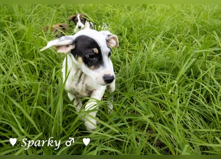 Sparky  sucht ein Zuhause