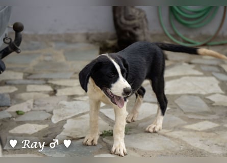 Ramon, Ralf, Randy, Ray und Raischa suchen ein Zuhause