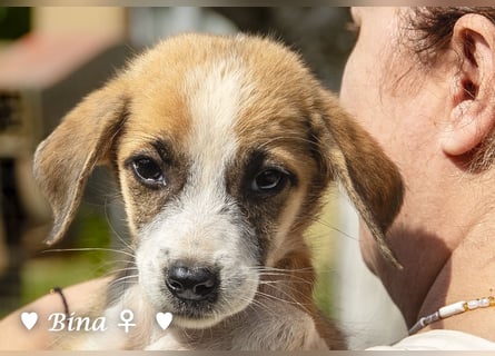 Bella, Bibi und Bina suchen ab Mitte November ein Zuhause