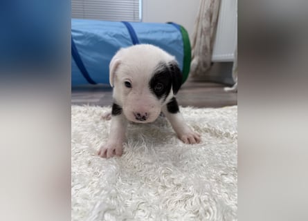 Im Westerwald zu besuchen: Zehn kleine Leben suchen ihr Für-immer-Zuhause