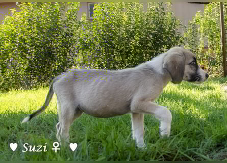 Suzi und Smila   suchen ein Zuhause