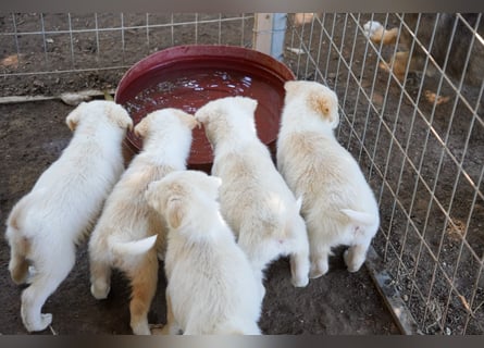 Unsere süßen Schneeflocken suchen ein Zuhause